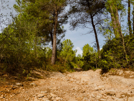 Road in the woods in the province of Cadiz, Andalusia