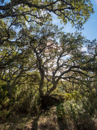 Wooden and trees in the park. CORIPE, MONTELLANO, ANDALUSIA, SPAINの写真素材