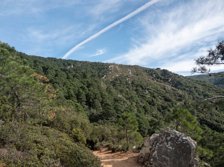 Wooden and trees in the park. CORIPE, MONTELLANO, ANDALUSIA, SPAINの写真素材
