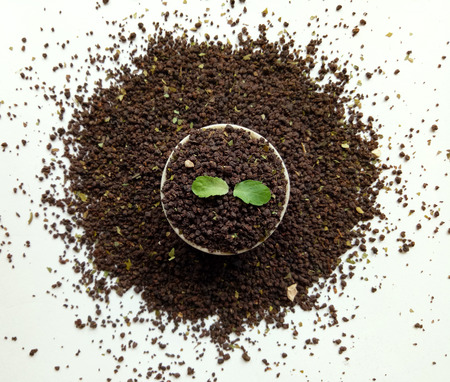 Tea Leaves with Basil Leafの写真素材