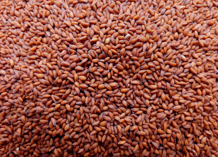 Garden Cress Seedsの写真素材