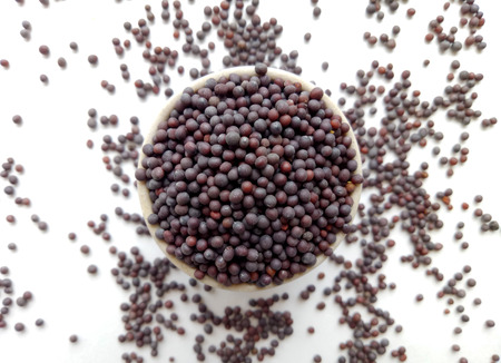 Black Mustardの写真素材