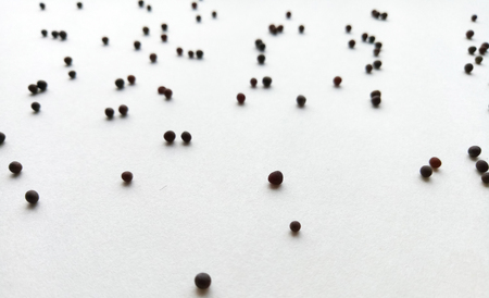 Black Mustard Seedsの写真素材