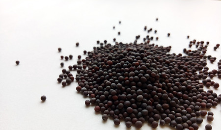 Black Mustard Seedsの写真素材