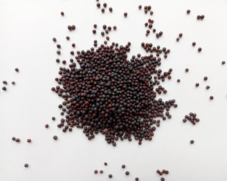 Black Mustard Seedsの写真素材