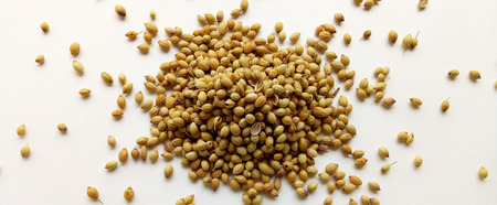 Coriander Seedsの写真素材
