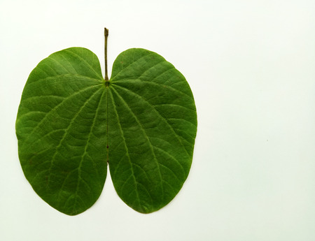 Dussehra Leaf Indian Festivalの写真素材