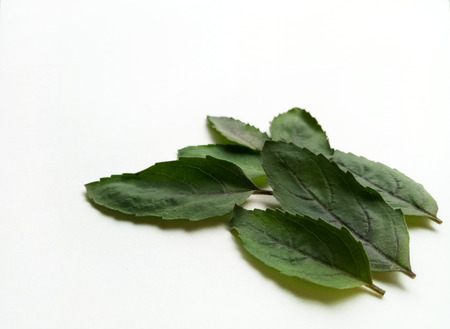 Basil Leafの写真素材