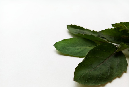 Basil Leafの写真素材