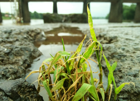 Green Weedsの写真素材