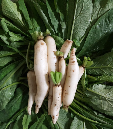 Vegetable Daikonの写真素材