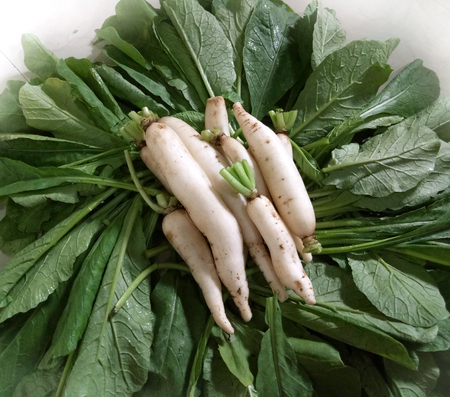 Vegetable Daikonの写真素材