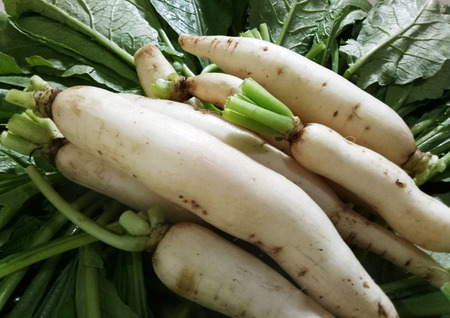 Vegetable Daikon