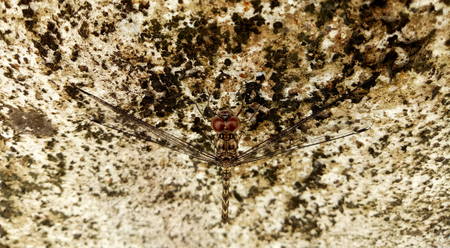 Dragonfly Insectの写真素材