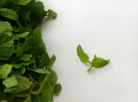 Fresh Mint natural and herbal leavesの写真素材