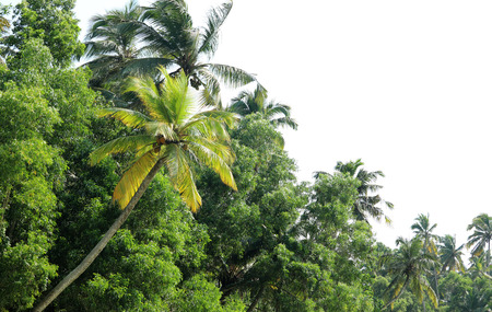 Coconut Tree Landscape Viewの写真素材