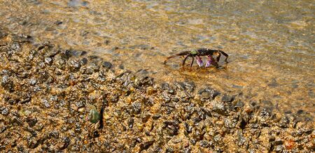 Sea Crab Aquatic Animal on Shoreの写真素材