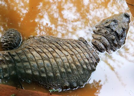 Crocodile a Predator Animalの写真素材