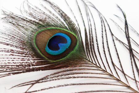 Peacock Featherの写真素材