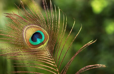 Peacock Featherの写真素材