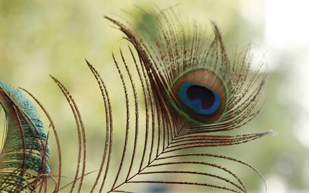 Peacock Featherの写真素材