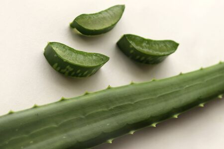 Aloe Vera Plant Leafの写真素材