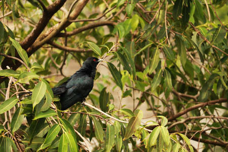 Asian Koel Bird on Branch of Treeの写真素材