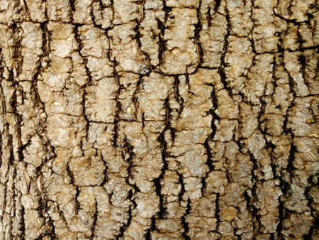 Tree Bark Wooden Natural Textureの写真素材