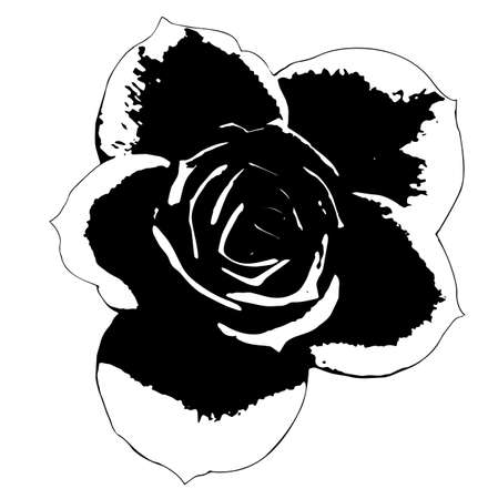 Roses. Garden flowers close-up on a white background. Material for printing or laser cutting. Contour drawing, vector graphics.のイラスト素材
