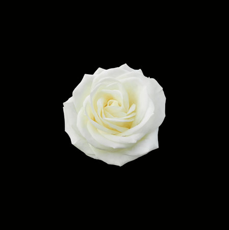 Rose. White flower close-up on black background. Vector graphics. Material for printing on paper or fabric.のイラスト素材