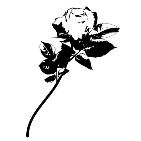 Roses. Garden flowers close-up on a white background. Material for printing or laser cutting. Contour drawing, vector graphics.のイラスト素材