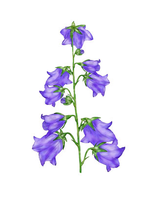 Creative composition with the image of garden flowers. Spring and summer flowers close-up, imitation of watercolor, vintage. Design for printing on paper or fabric.の写真素材