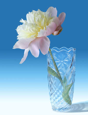 Creative composition with flowers. Beautiful flowers close-up. Spring, summer, nature, the world of beauty.の写真素材