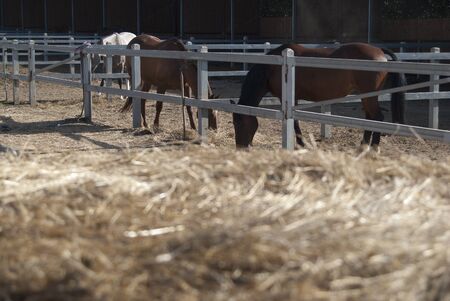 a manege with a riding school