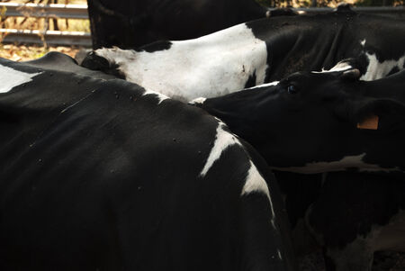 a cowshed of chianina beefの写真素材