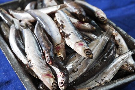 a bowl of fresh anchovies of the mediterranean seaの写真素材