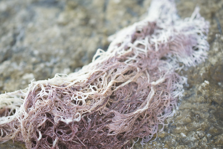 colored seaweed on a rock at seaの写真素材