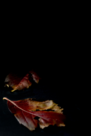 still life of leaves in a play of contrastsの写真素材