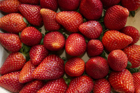 freshly picked ripe and fresh strawberriesの写真素材