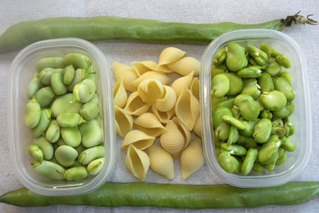 Fresh and peeled broad beans with dry pasta shells on a light cloth, classic spring ingredients of...
