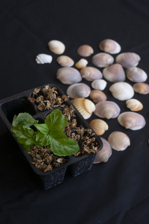 basil plant thriving next to withered plants and sea shells on black, symbolizing environmental...