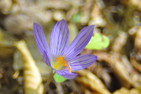 Autumn crocus