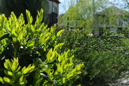 ephedra near the house