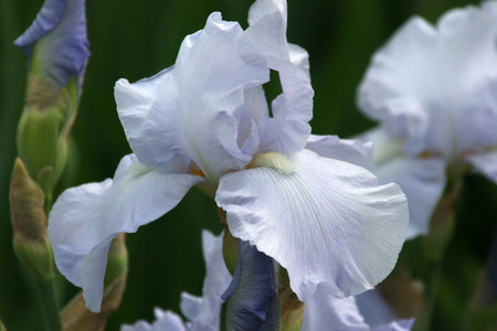 flower white with blue streaks white iris with a yellow beard