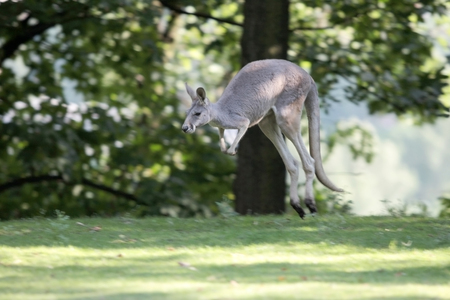 grey kangaroo jumpの写真素材