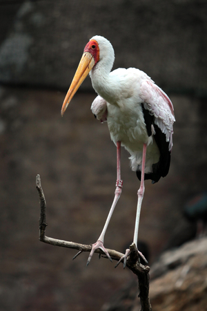 stork sitting on a branchの写真素材
