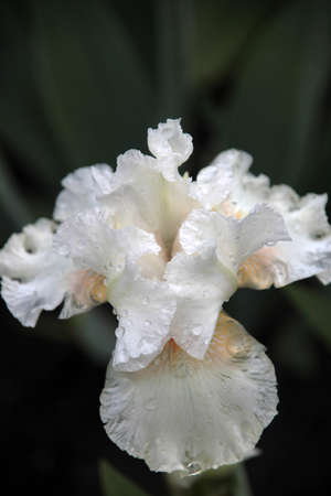 iris flower with rain drops