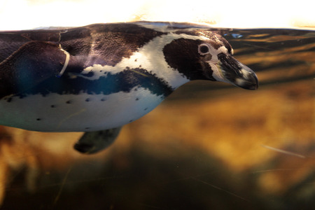 The inhabitants of the aquariumの写真素材