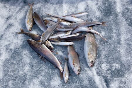 catch winter on lake Baikal at the boundary of the Barguzin reservationの写真素材