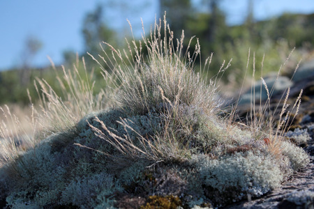 symbiosis of plants on the island in the White seaの写真素材
